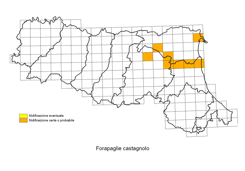 Forapaglie castagnolo