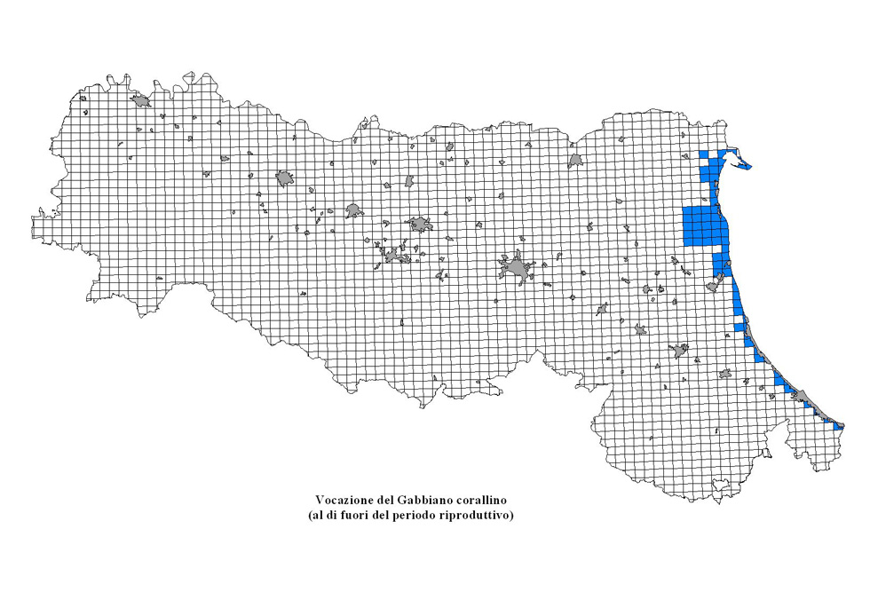 Gabbiano corallino fuori