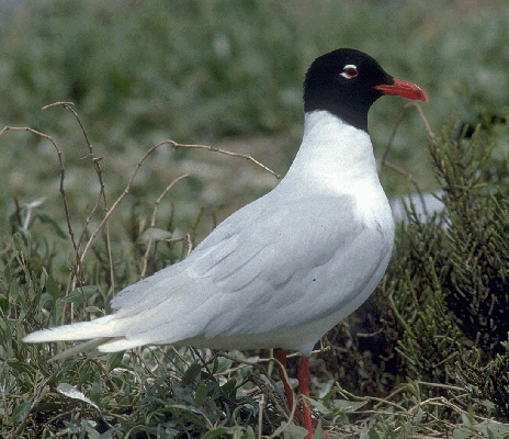 Gabbiano corallino